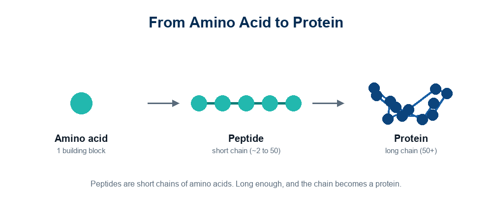 Diagram showing a peptide as a short chain of amino acids, sized between a single amino acid and a protein